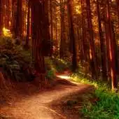 Free play online In the woods APK