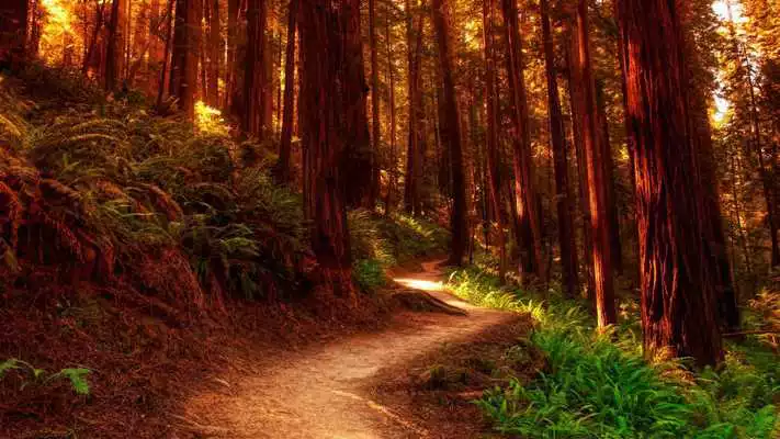 Play In the woods