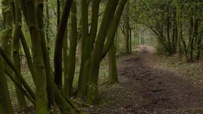 Play In the woods