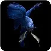 Free play online IOS live wallpaper APK