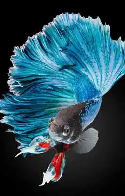 Play IOS live wallpaper