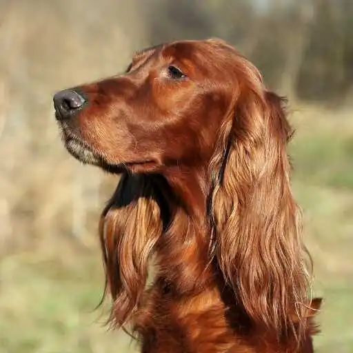 Play Irish Setter Wallpaper APK