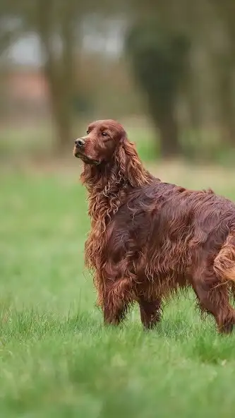 Play Irish Setter Wallpaper and enjoy Irish Setter Wallpaper with UptoPlay Play Irish Setter Wallpaper and enjoy Irish Setter Wallpaper with UptoPlay