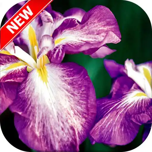Free play online Iris Wallpaper APK