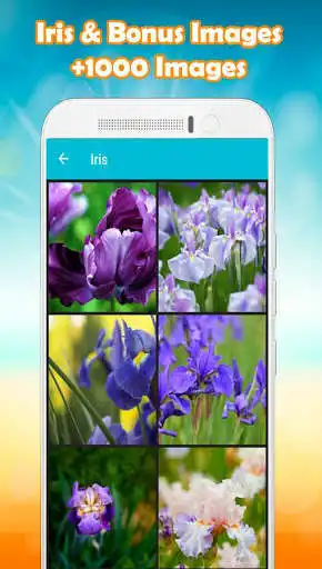 Play Iris Wallpaper Play Iris Wallpaper