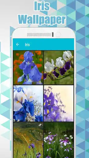 Play Iris Wallpaper Play Iris Wallpaper