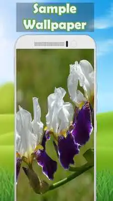 Play Iris Wallpaper Play Iris Wallpaper