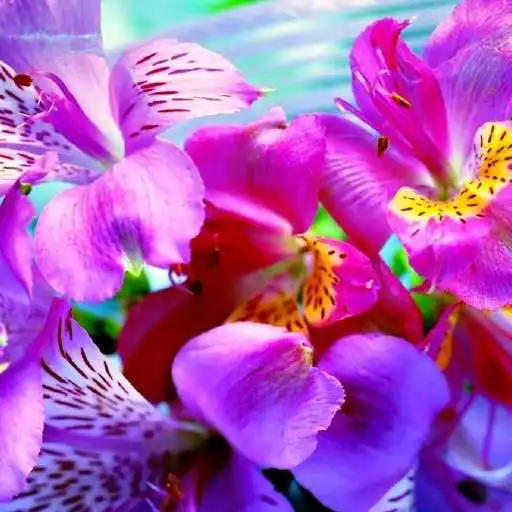 Free play online Iris Wallpapers APK Free play online Iris Wallpapers APK
