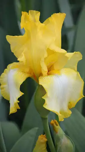 Play Iris Wallpapers