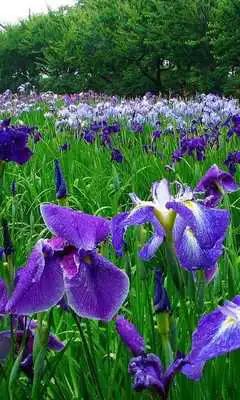 Play Iris Wallpapers