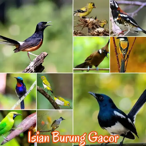Play Isian Burung Gacor Offline APK