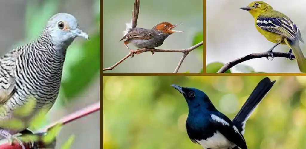 Play Isian Burung Gacor Offline as an online game online Isian Burung Gacor Offline with UptoPlay Play Isian Burung Gacor Offline as an online game Isian Burung Gacor Offline with UptoPlay