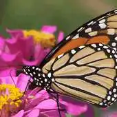 Free play online iSlider Butterfly Puzzles APK