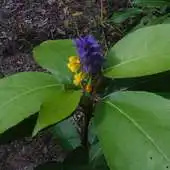 Free play online Ivanda Marya Flower Puzzles APK