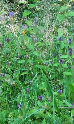 Play Ivanda Marya Flower Puzzles