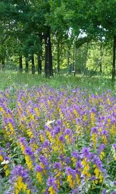 Play Ivanda Marya Flower Puzzles