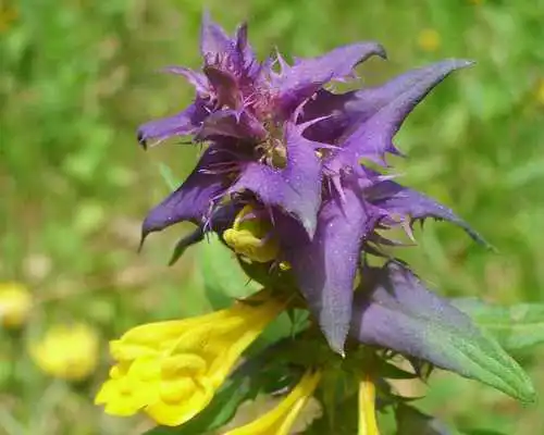 Play Ivanda Marya Flower Puzzles