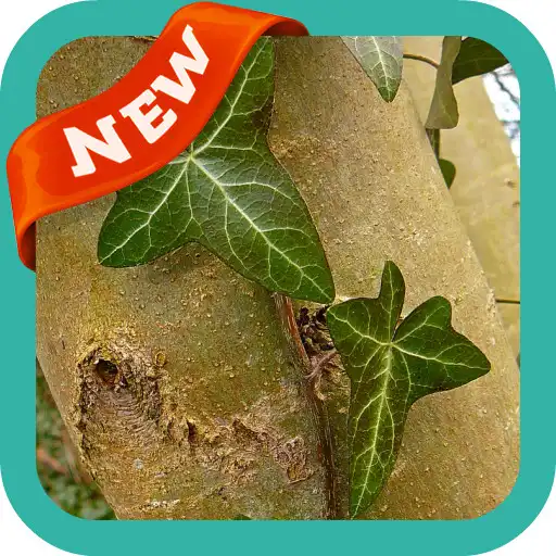 Play Ivy Wallpaper APK Play Ivy Wallpaper APK