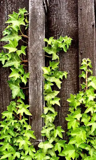 Play Ivy Wallpaper  and enjoy Ivy Wallpaper with UptoPlay