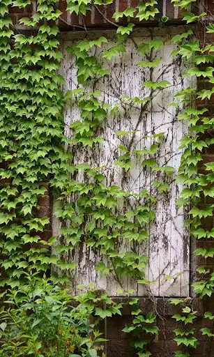 Play Ivy Wallpaper as an online game Ivy Wallpaper with UptoPlay