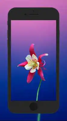 Play iWallpaper XS Play iWallpaper XS