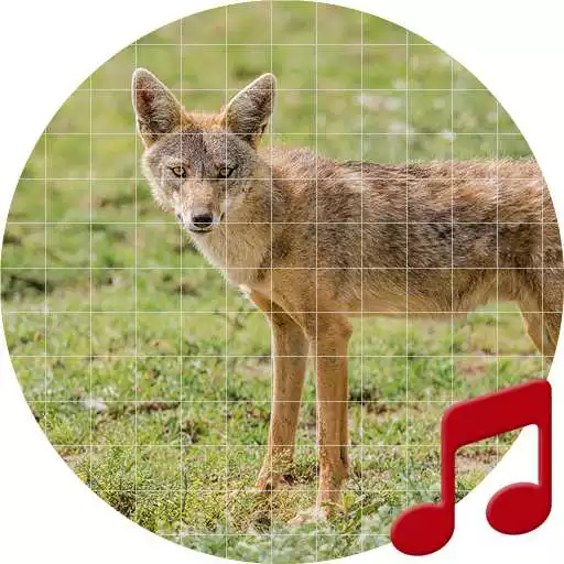 Run free android online Jackal Sounds ~ Sboard.pro APK