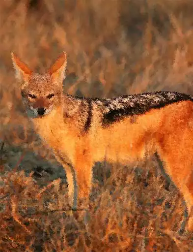 Play APK Jackal Sounds ~ Sboard.pro  and enjoy Jackal Sounds ~ Sboard.pro with UptoPlay pro.sboard.ringtone.Jackal