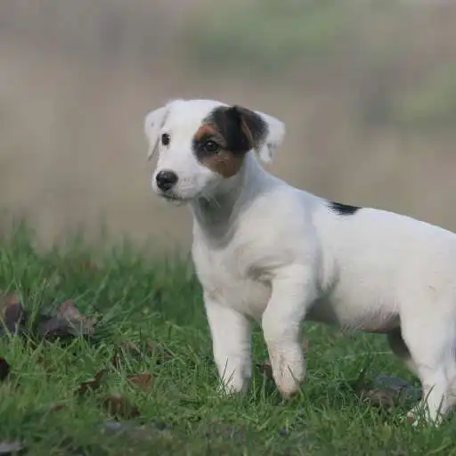 Run free android online Jack Russell Terrier Dogs Wallpapers APK