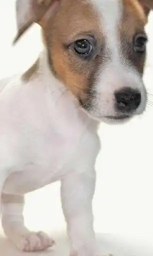 Play APK Jack Russell Terrier Dogs Wallpapers  and enjoy Jack Russell Terrier Dogs Wallpapers with UptoPlay com.altothem.JackRussellTerrierDogsWallpapers