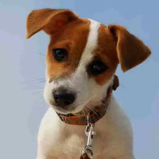 Play Jack Russell Terrier APK