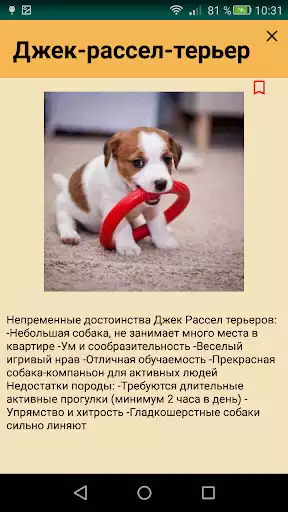 Play Jack Russell Terrier as an online game online Jack Russell Terrier with UptoPlay ru.ircoder.dzhekrassel Play Jack Russell Terrier as an online game Jack Russell Terrier with UptoPlay