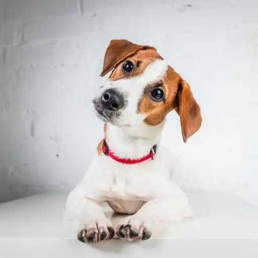 Play Jack Russell Terrier Wallpaper APK