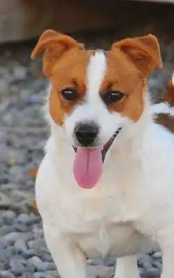 Play Jack Russell Terrier Wallpaper and enjoy Jack Russell Terrier Wallpaper with UptoPlay Play Jack Russell Terrier Wallpaper and enjoy Jack Russell Terrier Wallpaper with UptoPlay