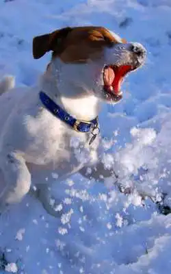 Play Jack Russell Terrier Wallpaper as an online game online Jack Russell Terrier Wallpaper with UptoPlay Play Jack Russell Terrier Wallpaper as an online game Jack Russell Terrier Wallpaper with UptoPlay