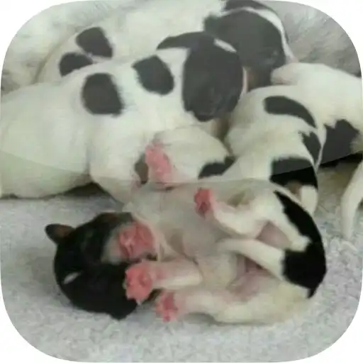 Play Jack Russell von Karoo APK