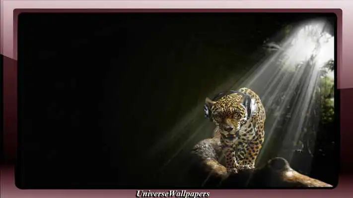 Play Jaguar Pack 2 Wallpaper