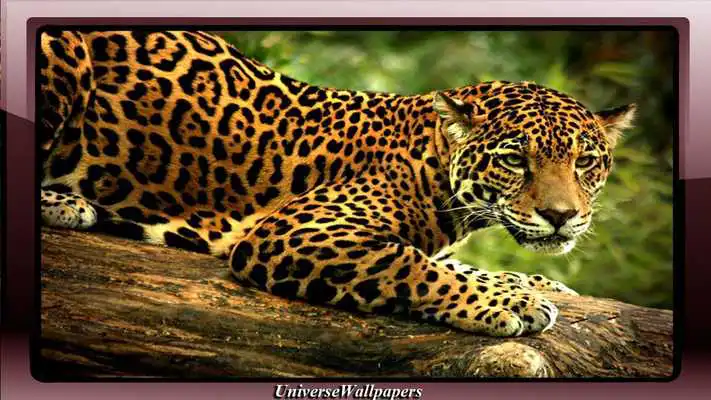 Play Jaguar Pack 2 Wallpaper