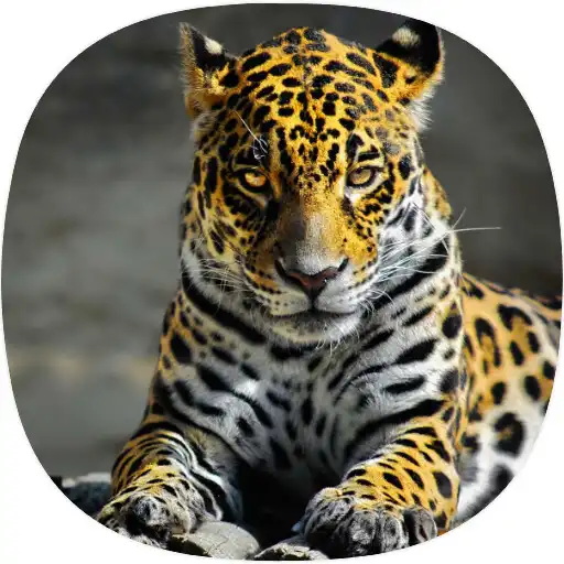Play Jaguar Ringtones APK