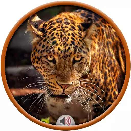 Play Jaguar Sounds APK Play Jaguar Sounds APK