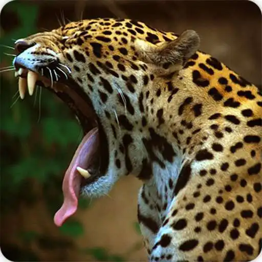 Play Jaguar Sounds Ringtone APK Play Jaguar Sounds Ringtone APK