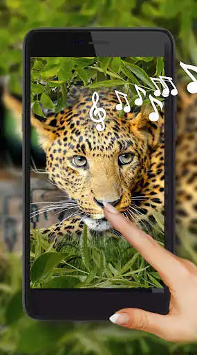 Play Jaguars Voice  and enjoy Jaguars Voice with UptoPlay