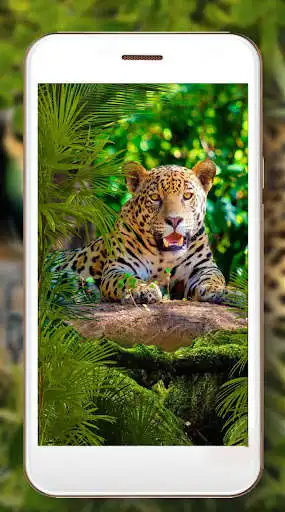 Play Jaguars Voice as an online game Jaguars Voice with UptoPlay