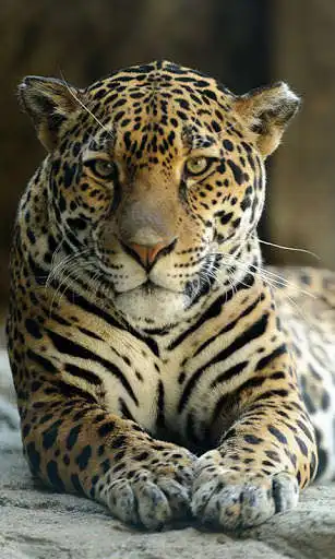 Play Jaguar Wallpaper  and enjoy Jaguar Wallpaper with UptoPlay