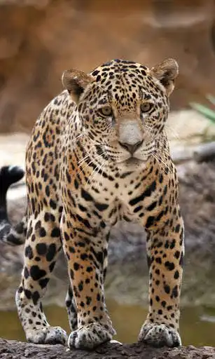 Play Jaguar Wallpaper as an online game Jaguar Wallpaper with UptoPlay