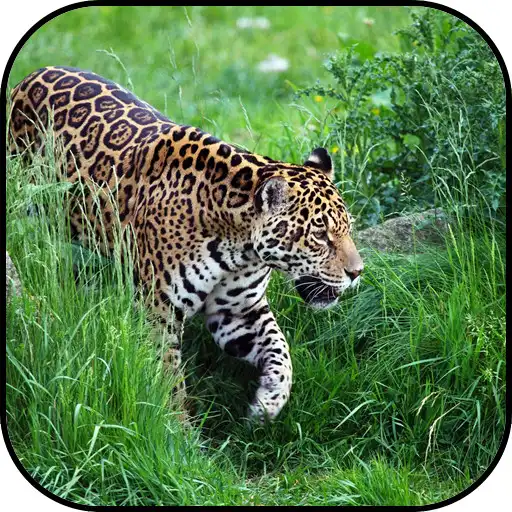 Play Jaguar Wallpapers APK