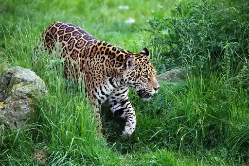 Play Jaguar Wallpapers