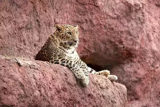 Play Jaguar Wallpapers