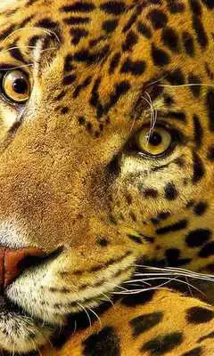 Play Jaguar Wallpapers