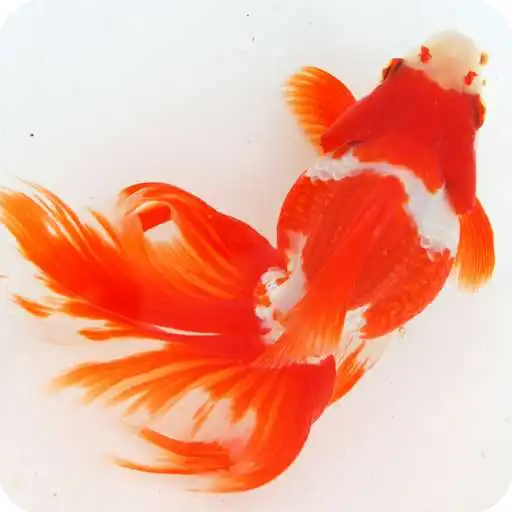 Free play online Japanese Goldfish APK