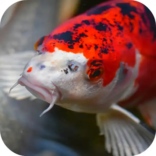 Play Japanese Koi Fish Wallpaper APK Play Japanese Koi Fish Wallpaper APK